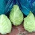 牛心菜大量供应欢迎采购诚信经营一次合作终生朋友