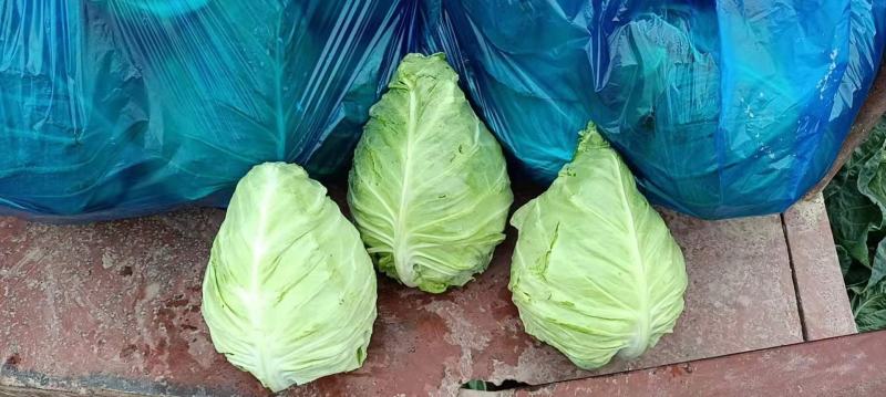 牛心菜大量供应欢迎采购诚信经营一次合作终生朋友