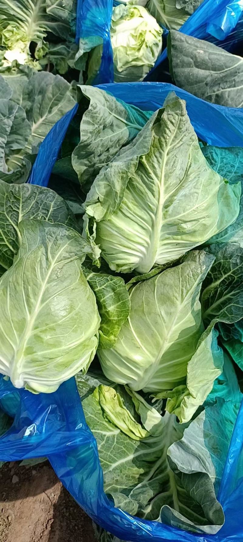 牛心菜大量供应欢迎采购诚信经营一次合作终生朋友