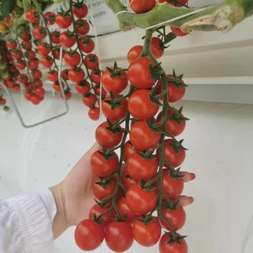 串番茄，串小番茄，樱桃番茄，智能温室，椰糠种植货源稳定