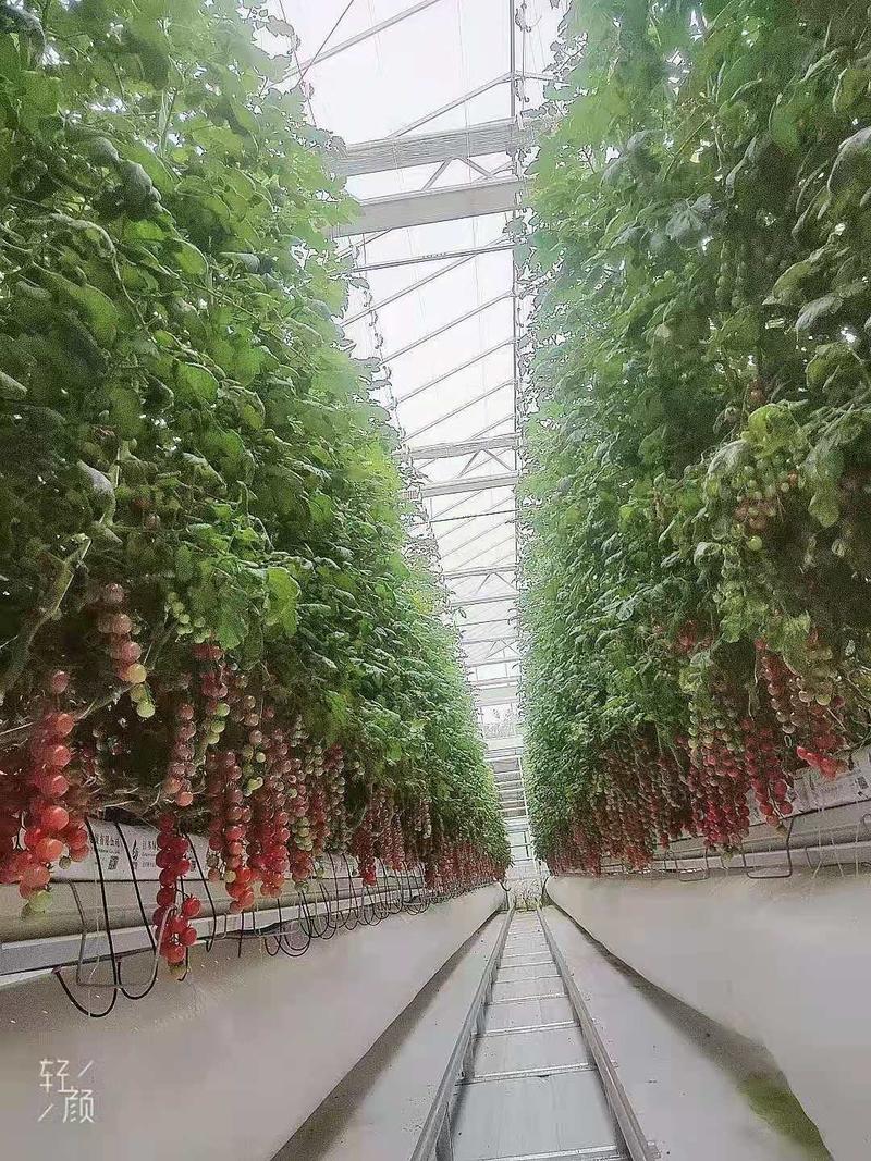 串番茄，串小番茄，樱桃番茄，智能温室，椰糠种植货源稳定