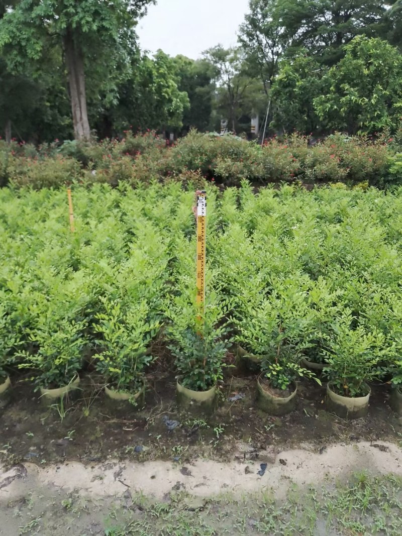 7斤袋优质九里香，价格优惠，自家种植，量大从优，没有中间