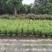 7斤袋优质九里香，价格优惠，自家种植，量大从优，没有中间