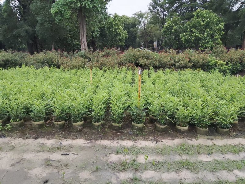 7斤袋优质九里香，价格优惠，自家种植，量大从优，没有中间