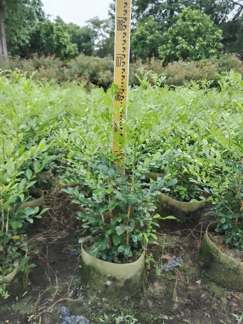 7斤袋优质九里香，价格优惠，自家种植，量大从优，没有中间