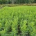 7斤袋优质九里香，价格优惠，自家种植，量大从优，没有中间