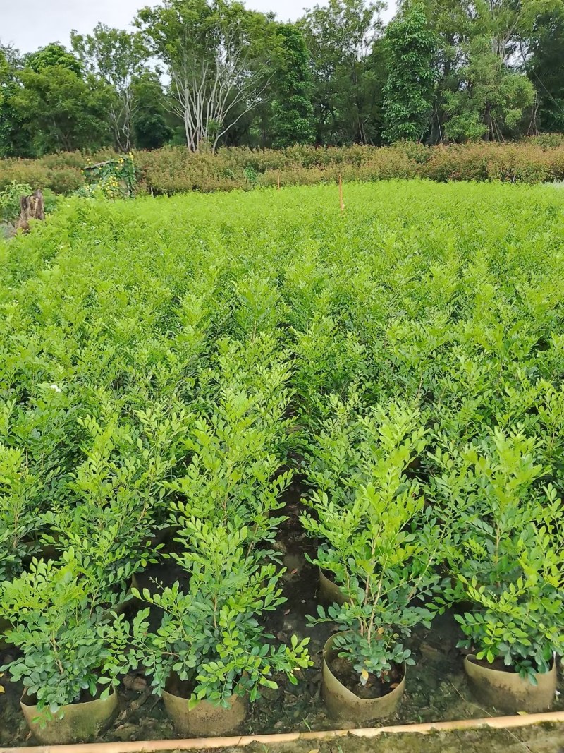 7斤袋优质九里香，价格优惠，自家种植，量大从优，没有中间