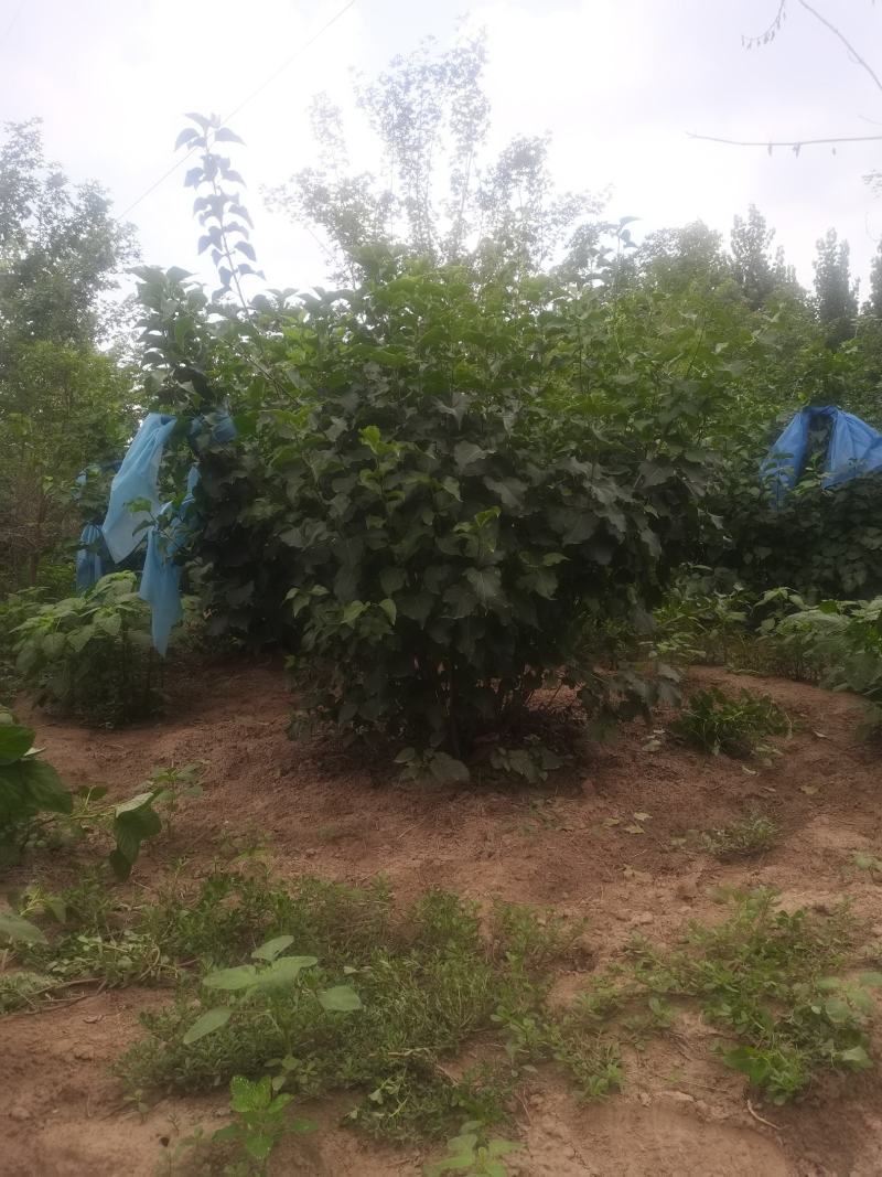 丛生紫丁香，树形优美，质量保证，成活率高，发祥绿化苗