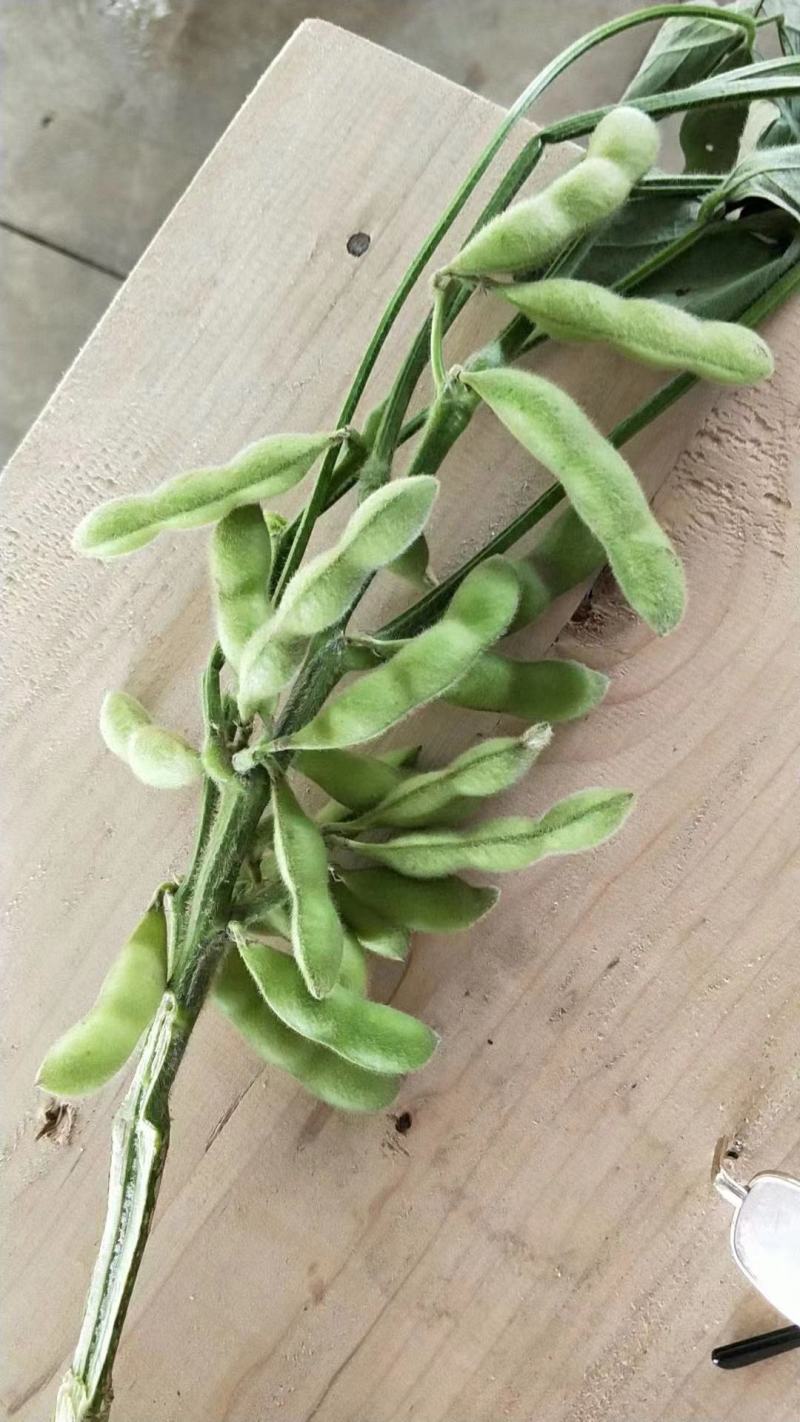 邳州精品毛豆
