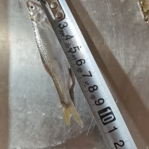 开肚蓝刀翘嘴白条冰鲜冻板大中小规格鱼