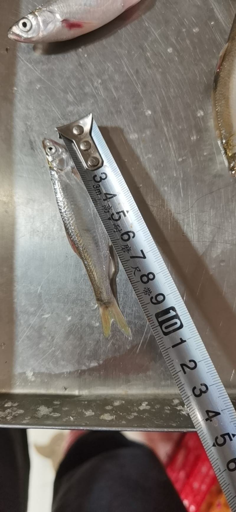 开肚蓝刀翘嘴白条冰鲜冻板大中小规格鱼
