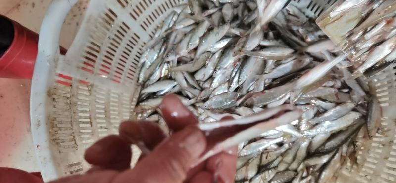 开肚蓝刀翘嘴白条冰鲜冻板大中小规格鱼