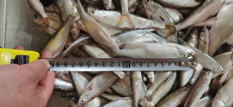 开肚蓝刀翘嘴白条冰鲜冻板大中小规格鱼