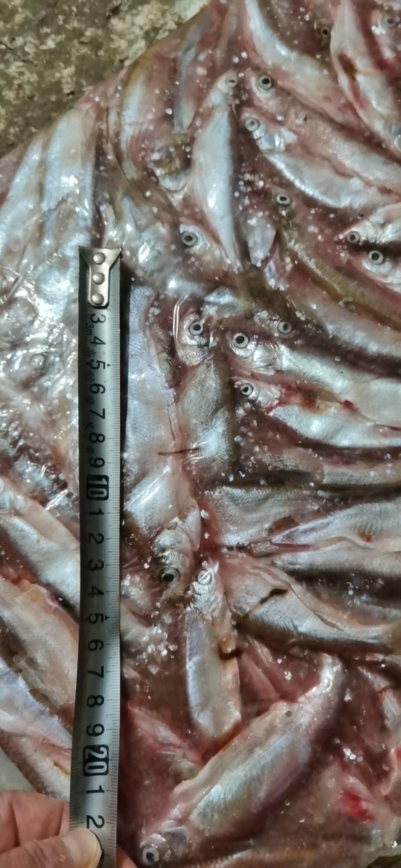 开肚蓝刀翘嘴白条冰鲜冻板大中小规格鱼