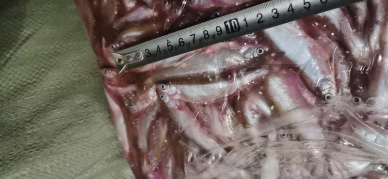 开肚蓝刀翘嘴白条冰鲜冻板大中小规格鱼