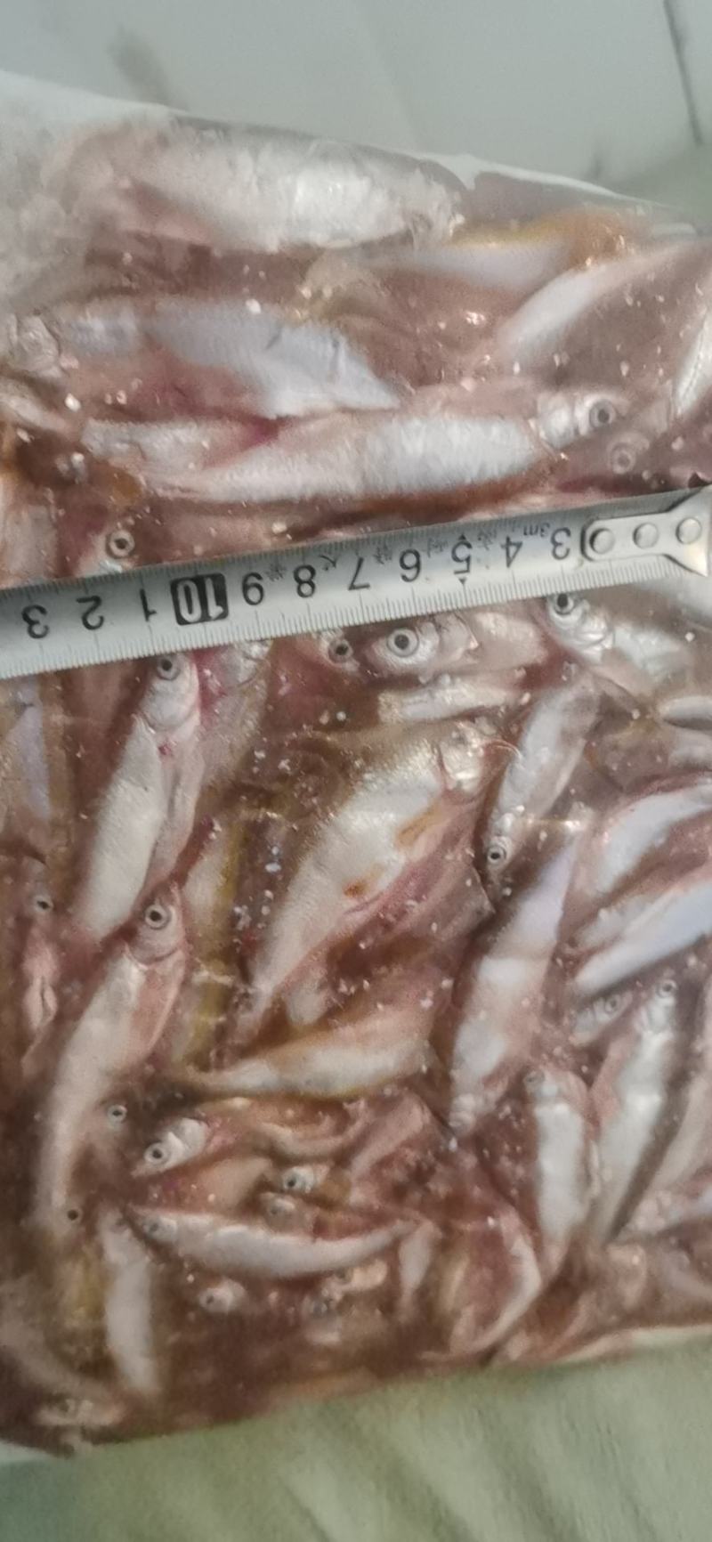 开肚蓝刀翘嘴白条冰鲜冻板大中小规格鱼
