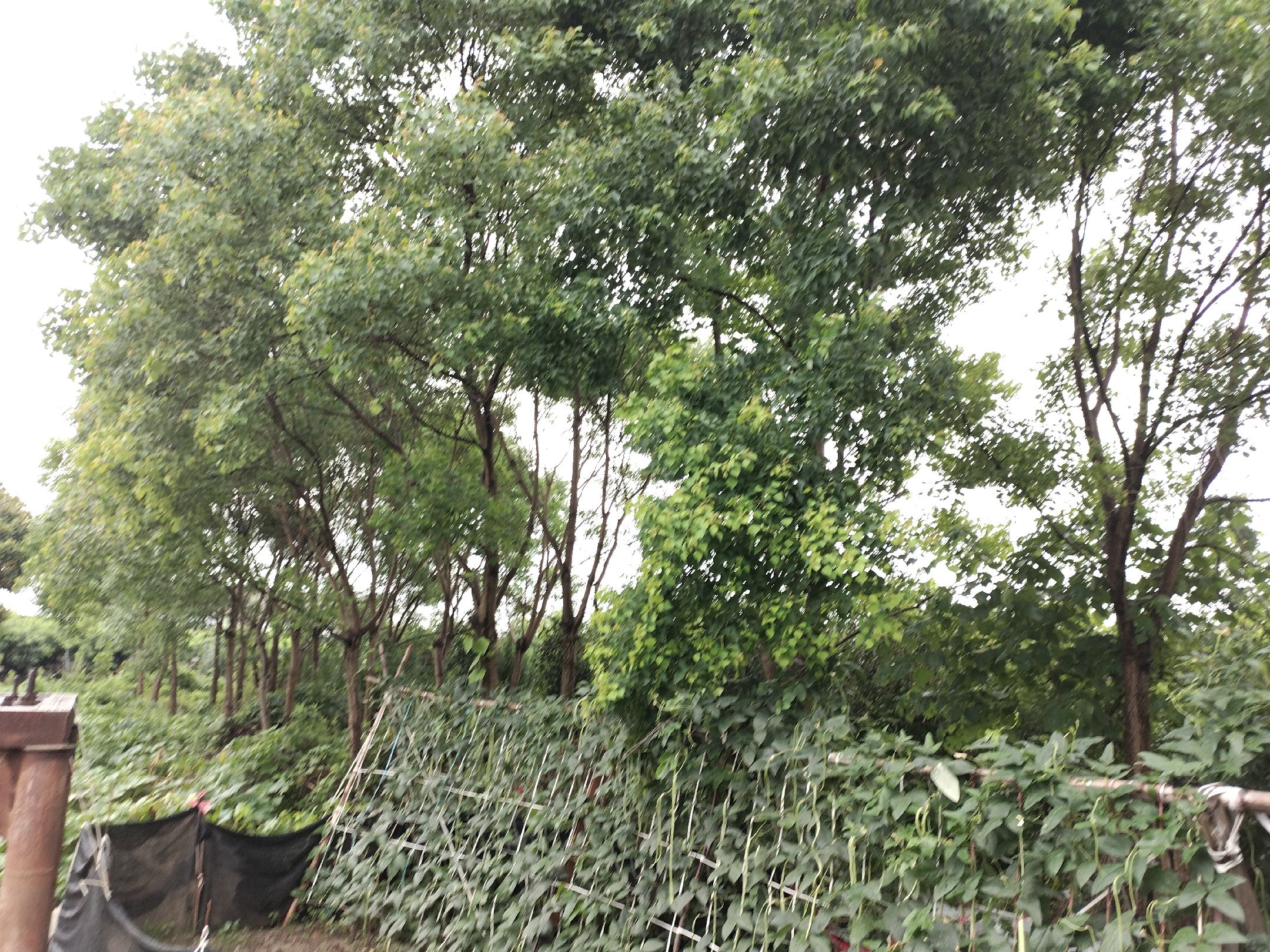 金桂盛开,花朵呈金黄色,香气扑鼻 金桂盛开的景象