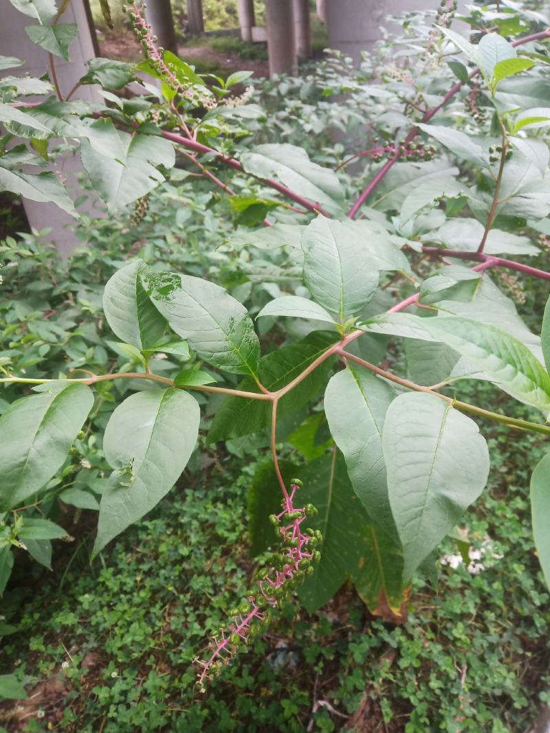 纯野生商陆，干货鲜货都有！