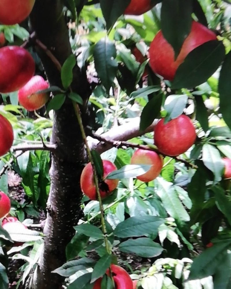 淳化县油桃现在上市