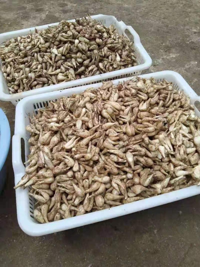 贵州省黔南州藠头