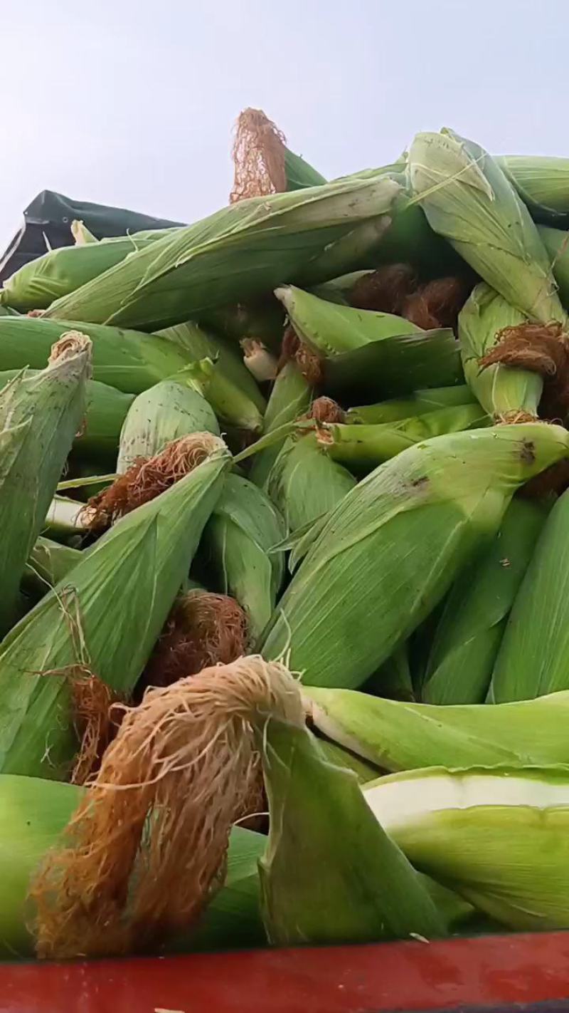 甜糯鲜玉米价格便宜口感好欢迎考察下单