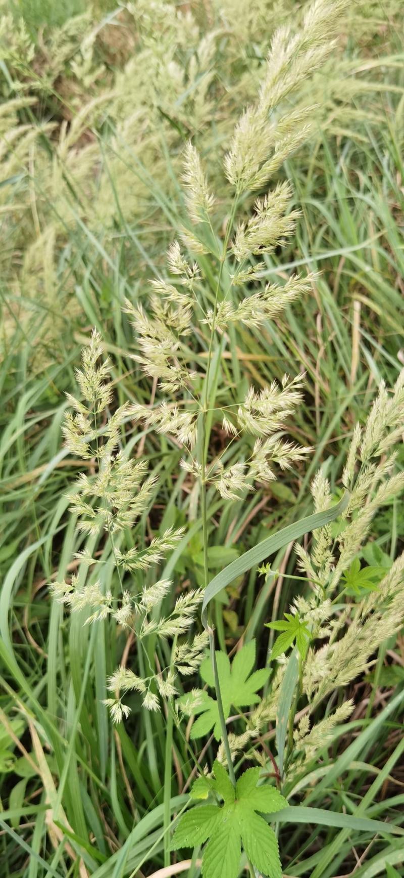 拂子茅卡尔拂子茅，微山湖水生植物