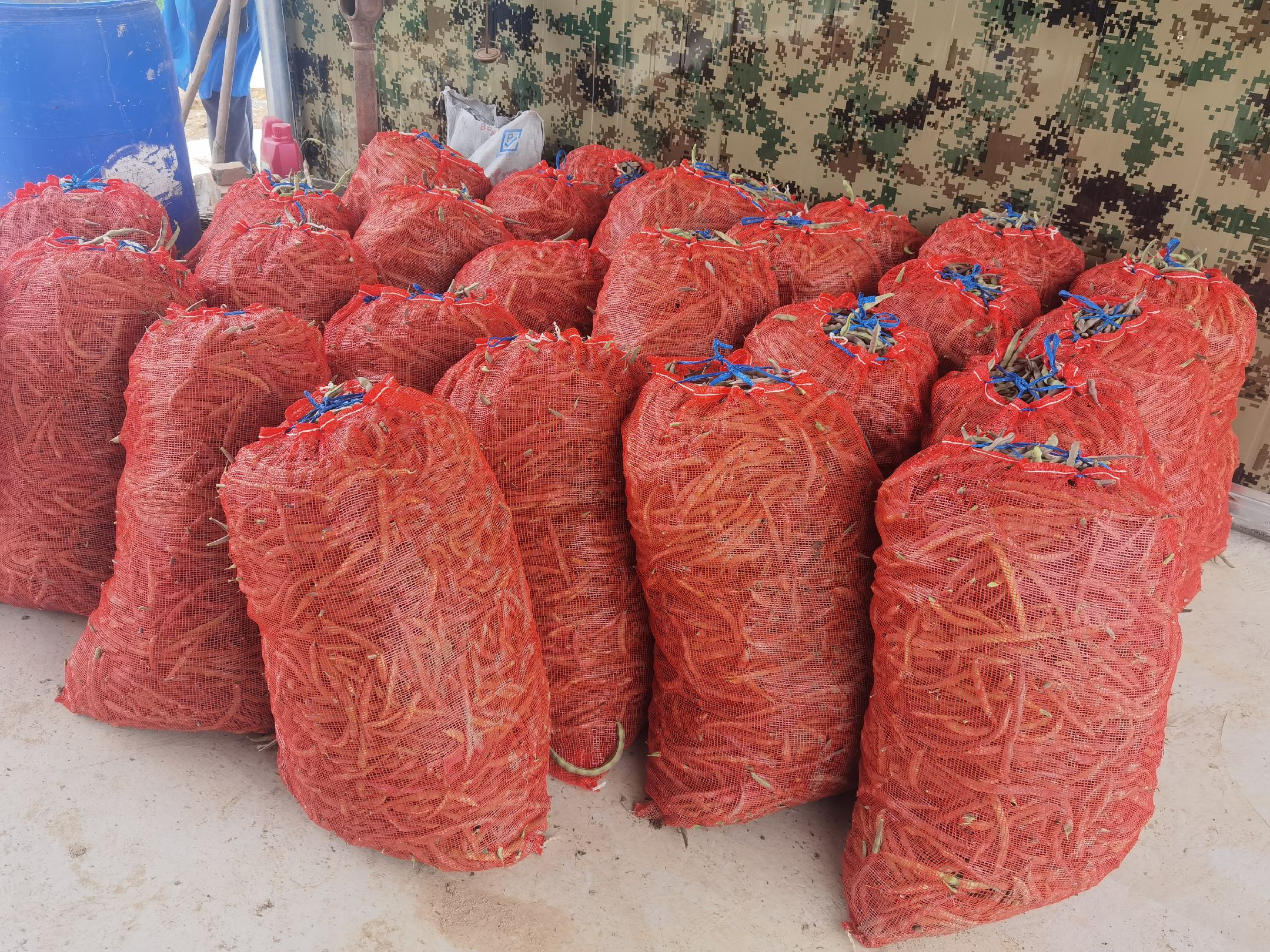 红蜘蛛在豆角叶片背面聚集 红蜘蛛在豆角叶片背面聚集