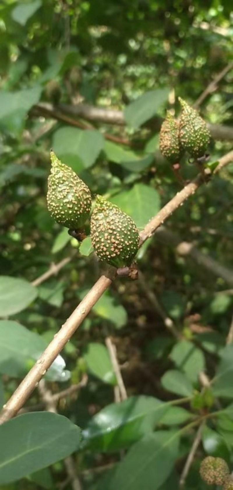 河南省卢氏县，品种大果连翘苗，选育高产大果连翘苗自产自销