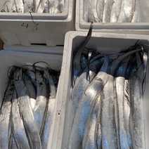 大连黄海刀鱼单条2斤以上，条大皮毛亮