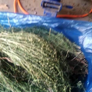 麦黄草，泪草，百蕊草，，长期有货，保证质量，，，，，，，