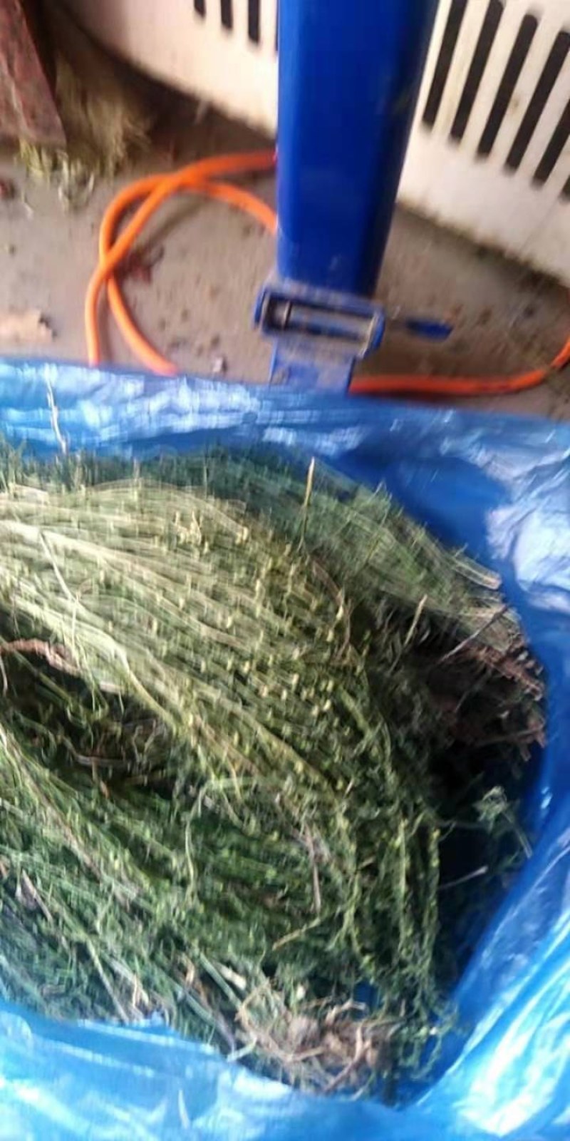 麦黄草，泪草，百蕊草，，长期有货，保证质量，，，，，，，
