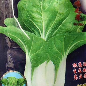 白梗鸡毛菜，抗高温，生长快速，高品质，叶片圆形，浅绿色，