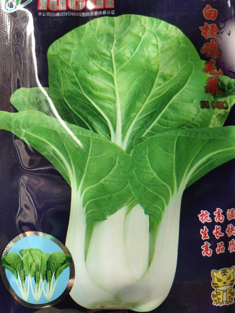 白梗鸡毛菜，抗高温，生长快速，高品质，叶片圆形，浅绿色，