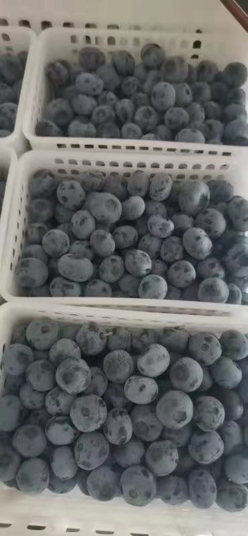 山东青岛胶南蓝莓大量上市！！！！！！！！！！！！！！