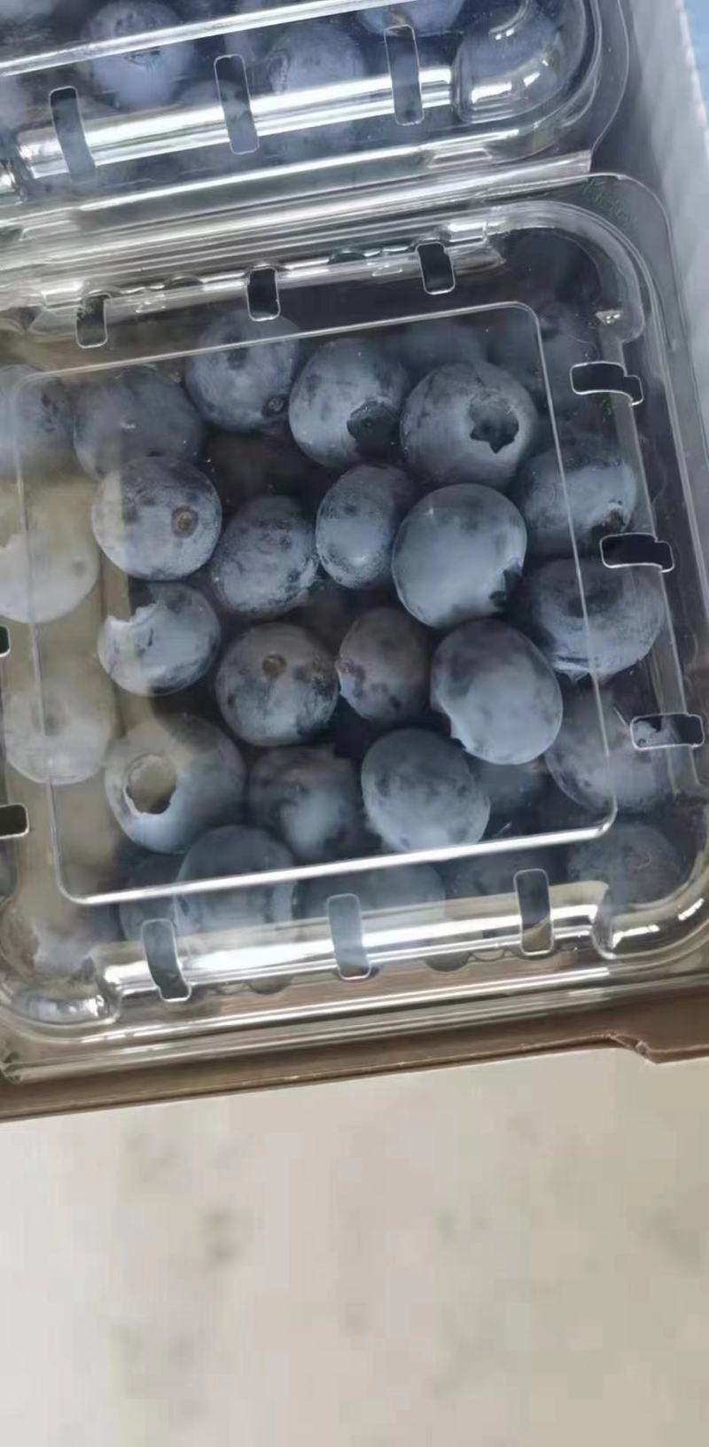 山东青岛胶南蓝莓大量上市！！！！！！！！！！！！！！