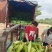 鲜玉米:万糯2000粘（对接电商、团购平台诚信代办）