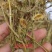 中药材灯盏花，纯新货，灯盏细辛，灯盏花灯盏草
