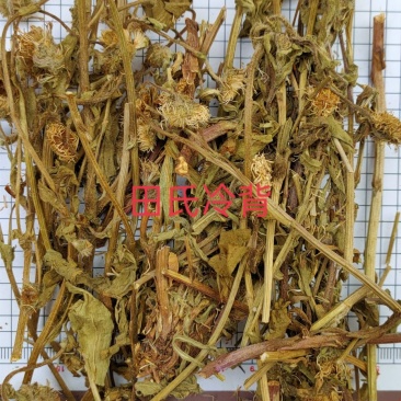 中药材灯盏花，纯新货，灯盏细辛，灯盏花灯盏草