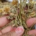 中药材灯盏花，纯新货，灯盏细辛，灯盏花灯盏草