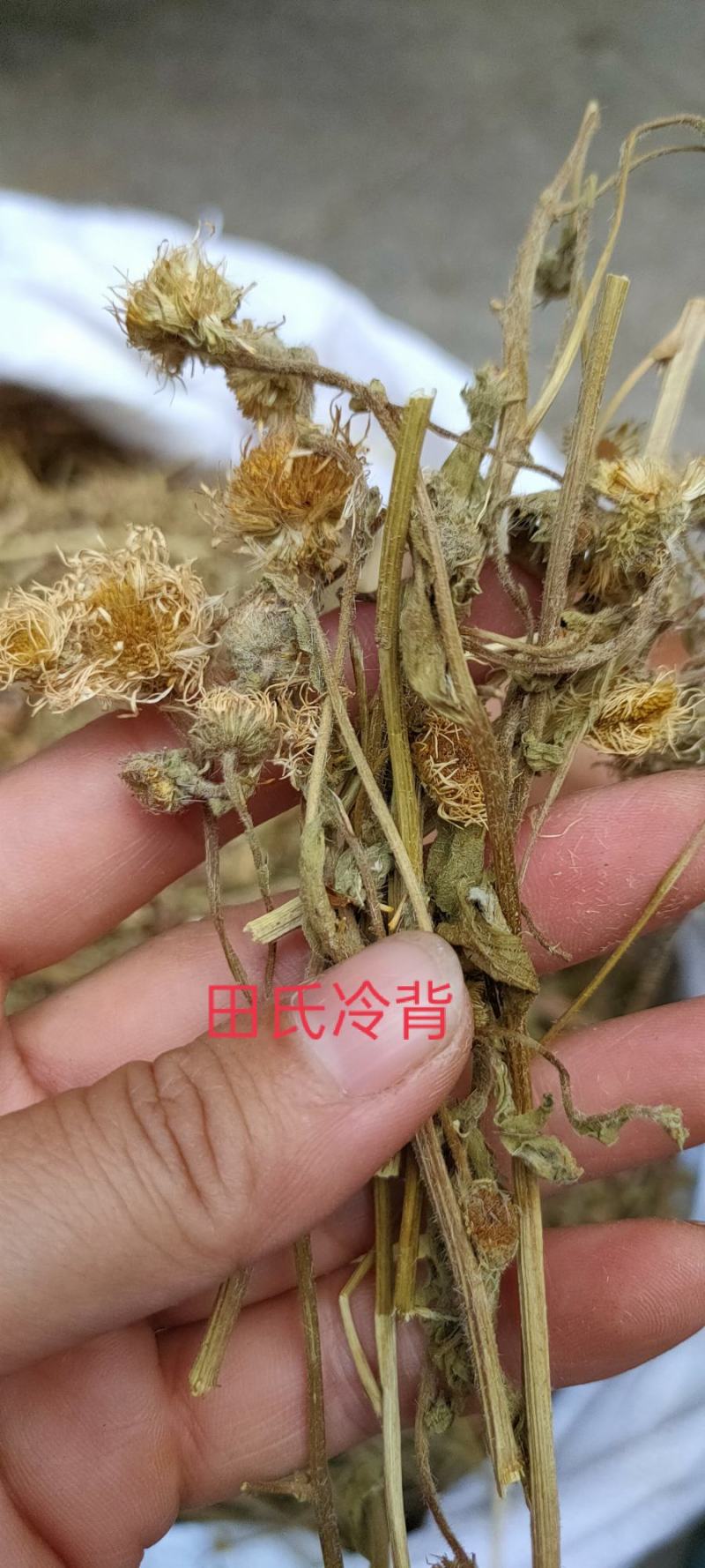 中药材灯盏花，纯新货，灯盏细辛，灯盏花灯盏草