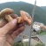 舌尖上的美味野生菌羊肚菌干货