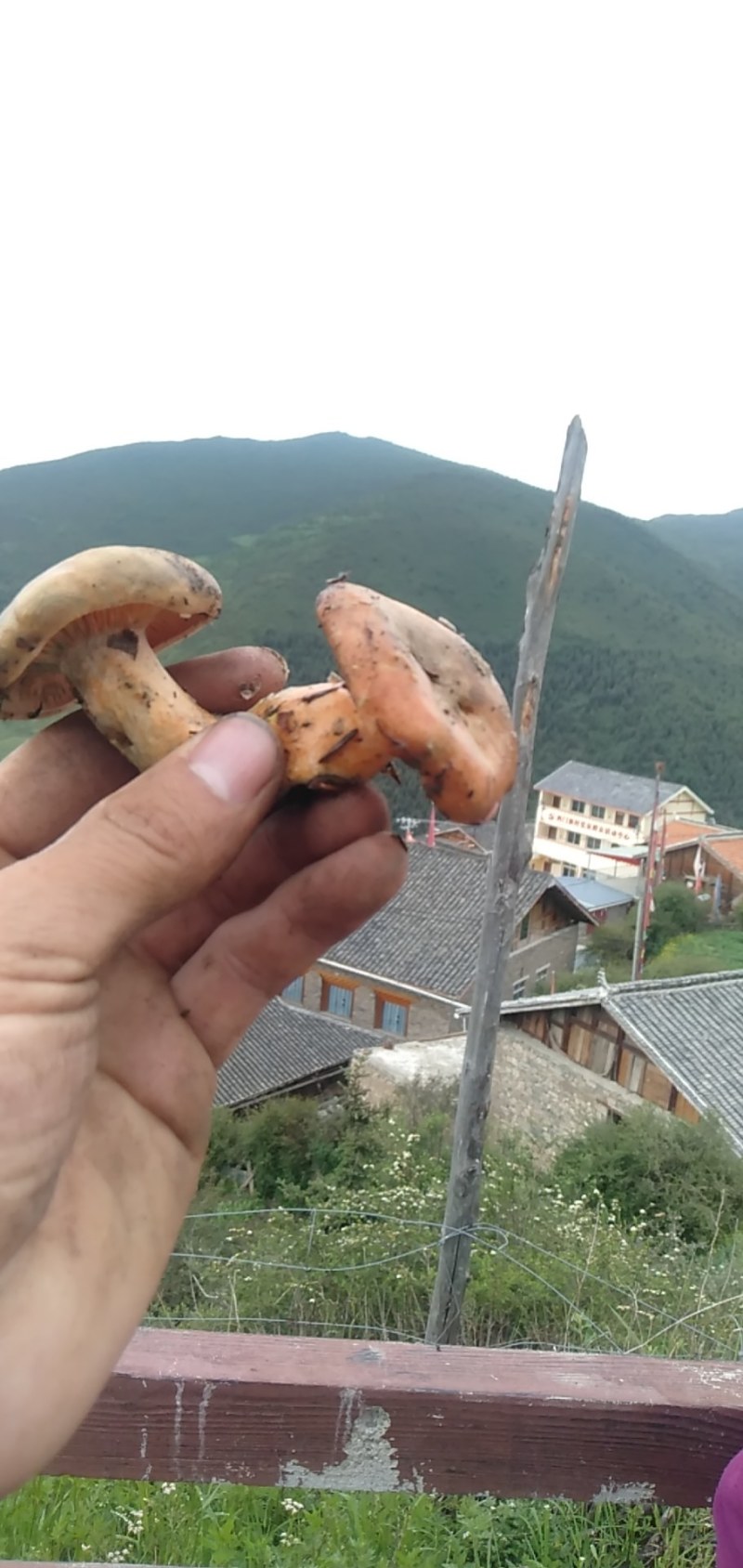 舌尖上的美味野生菌羊肚菌干货