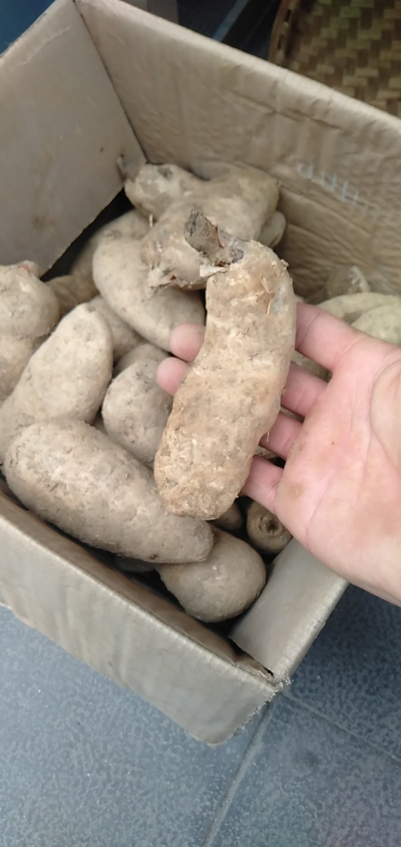 舌尖上的美味野生菌羊肚菌干货