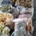 舌尖上的美味野生菌羊肚菌干货