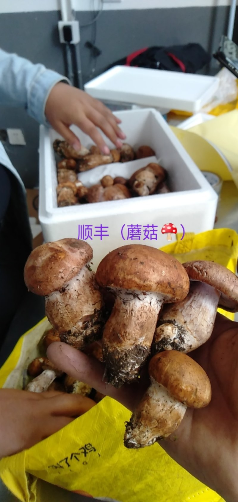 舌尖上的美味野生菌羊肚菌干货
