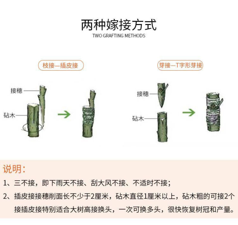 专业PE嫁接膜苗木果树专用膜缠绕膜自粘打包膜免打结透明拉