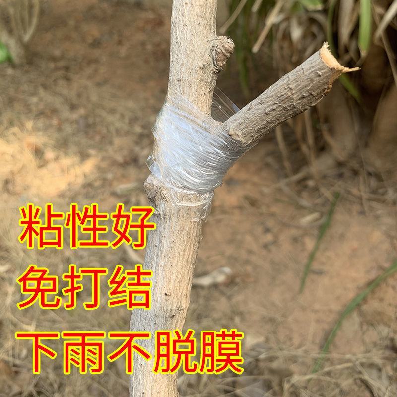 专业PE嫁接膜苗木果树专用膜缠绕膜自粘打包膜免打结透明拉