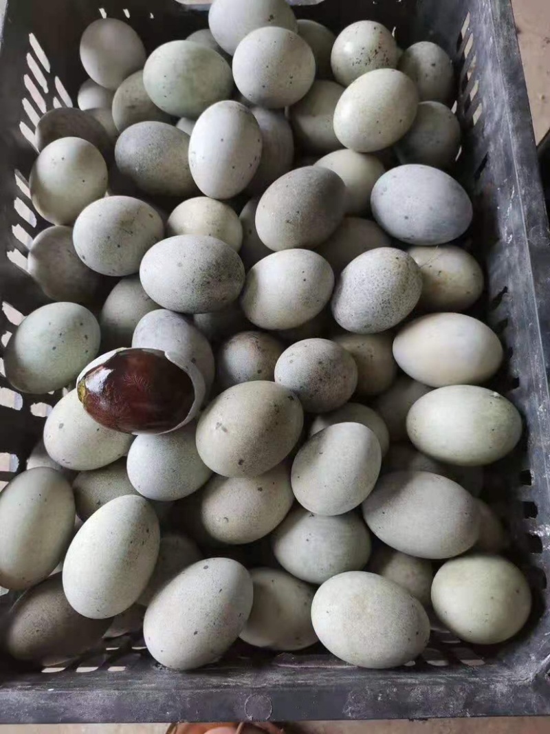 厂家长年供应松花蛋，咸鸭蛋，质量保证，欢迎长期合作！
