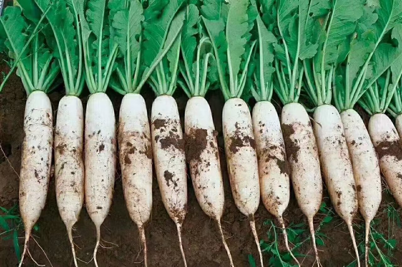 萝卜种植土壤改良示意图