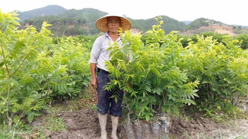 碧根果嫁接苗，美国山核桃袋装嫁接苗，薄壳山核桃苗，批发价